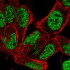 Anti-BOC Antibody