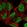 Anti-BOC Antibody