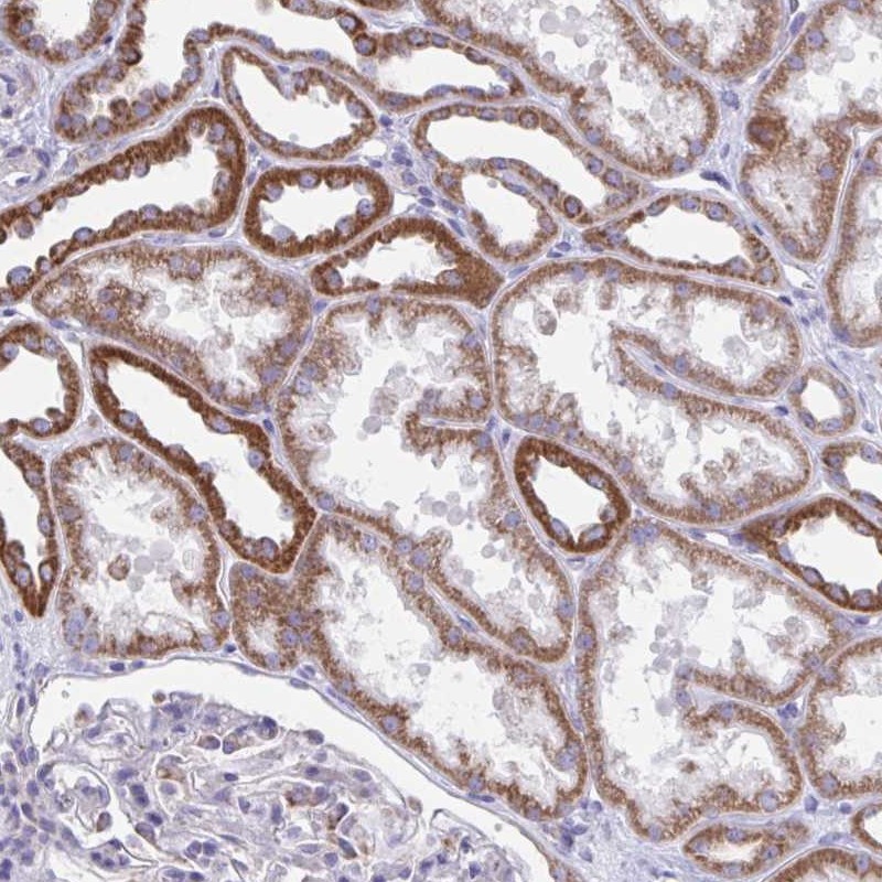 Anti-LINGO4 Antibody