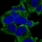 Anti-RPL27A Antibody