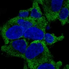Immunofluorescent staining of human cell line HEK 293 shows localization to cytosol & endoplasmic reticulum.
