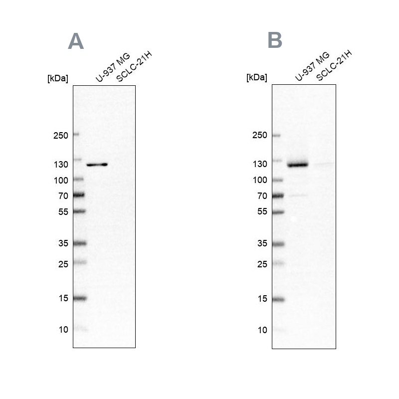 Anti-ARHGEF1 Antibody