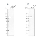 Anti-ARHGEF1 Antibody