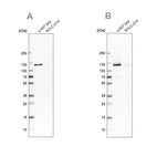 Anti-ARHGEF1 Antibody