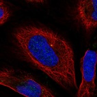 Immunofluorescent staining of human cell line U-2 OS shows localization to centrosome.