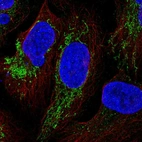Immunofluorescent staining of human cell line U-2 OS shows localization to mitochondria.