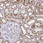 Anti-EXOC5 Antibody