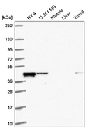 Anti-RMND5A Antibody