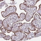 Anti-XAGE2 Antibody
