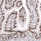 Immunohistochemical staining of human small intestine shows strong nuclear positivity in glandular cells.
