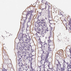 Immunohistochemical staining of human small intestine shows weak to moderate membranous positivity in glandular cells.