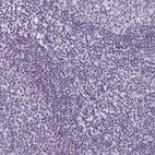 Immunohistochemical staining of human lymph node shows no positivity in non - germinal center cells as expected.