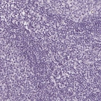 Immunohistochemical staining of human lymph node shows no positivity in non - germinal center cells as expected.