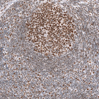 Immunohistochemical staining of human tonsil shows moderate to strong nuclear positivity in lymphoid cells.