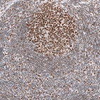 Immunohistochemical staining of human tonsil shows moderate to strong nuclear positivity in lymphoid cells.
