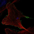 Immunofluorescent staining of human cell line U-2 OS shows localization to plasma membrane.