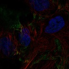 Immunofluorescent staining of human cell line BJ shows localization to plasma membrane.