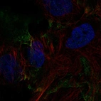Immunofluorescent staining of human cell line BJ shows localization to plasma membrane.