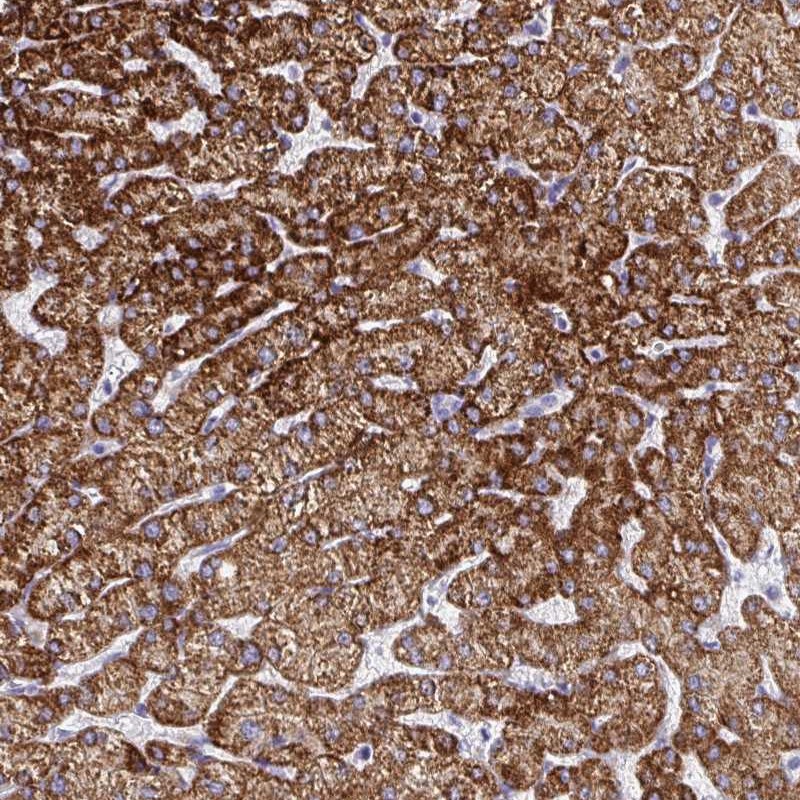 Anti-ATP5C1 Antibody