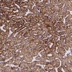 Anti-ATP5C1 Antibody