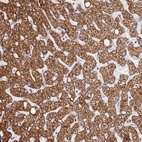 Anti-RHEBL1 Antibody