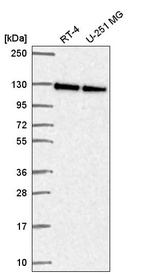 Anti-NOL6 Antibody