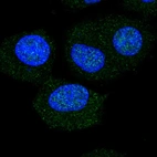 Immunofluorescent staining of human cell line A549 shows localization to nucleus & nucleoli.