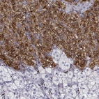 Immunohistochemical staining of human adrenal gland shows strong cytoplasmic positivity in glandular cells.