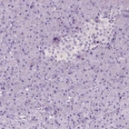 Immunohistochemical staining of human pancreas shows no positivity in exocrine glandular cells as expected.