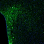 Immunofluorescence staining of mouse hypothalamus shows immunoreactivity in a subset of neurons in the paraventricular nucleus.