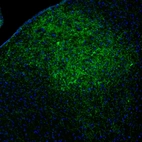 Immunofluorescence staining of mouse amygdala shows positive processes