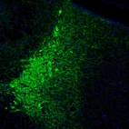 Immunofluorescence staining of mouse hindbrain shows positivity in the locus coeruleus.