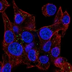 Immunofluorescent staining of human cell line Hep G2 shows localization to vesicles.