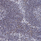 Immunohistochemical staining of human lymph node shows strong nuclear positivity in non-germinal center cells.