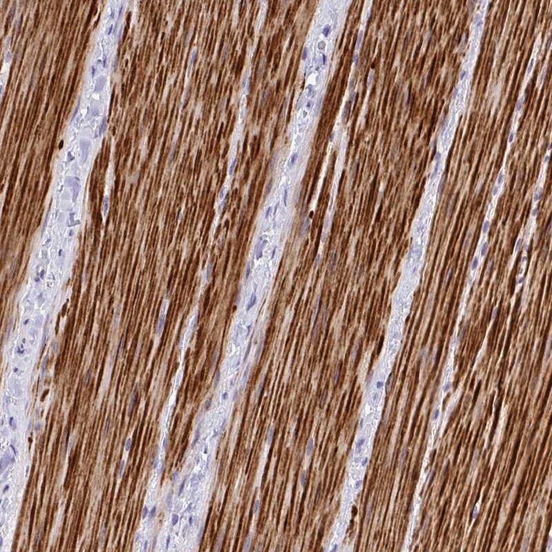 Anti-C19orf68 Antibody