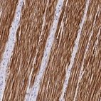 Anti-C19orf68 Antibody
