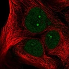 Immunofluorescent staining of human cell line CACO-2 shows localization to nucleoplasm & nucleoli fibrillar center.