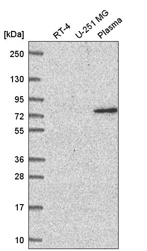 Anti-WDR26 Antibody