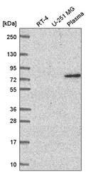 Anti-WDR26 Antibody