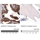 Anti-ADAM10 Antibody