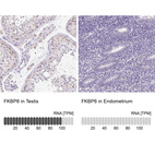 Anti-FKBP6 Antibody