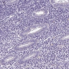 Immunohistochemical staining of human endometrium shows low expression as expected.