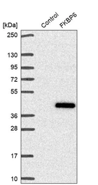 Western blot analysis in control (vector only transfected HEK293T lysate) and FKBP6 over-expression lysate (Co-expressed with a C-terminal myc-DDK tag (~3.1 kDa) in mammalian HEK293T cells, LY418553).