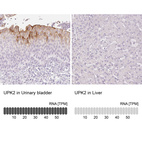 Anti-UPK2 Antibody