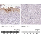 Anti-UPK2 Antibody