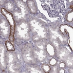 Immunohistochemical staining of human kidney shows high expression.