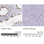 Anti-SUGP2 Antibody