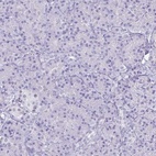 Anti-SUGP2 Antibody