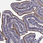 Immunohistochemical staining of human small intestine shows high expression.