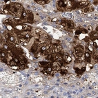 Immunohistochemical staining of human adrenal gland shows high expression.